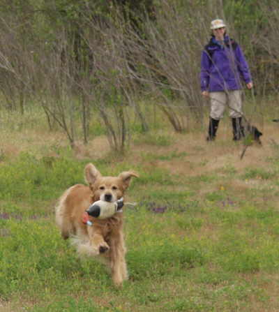 Tiger,  CH Sherwood's Let's Play A Round CD NA NAJ